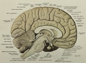 Brain Johannes Sobotta Atlas der descriptiven Anatomie des Menschen III.jpg