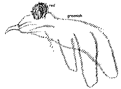 Drawing from GA 232, p. 84